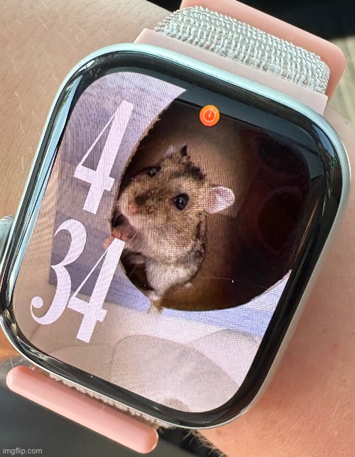 The perfect watch face doesn’t exi- | image tagged in watch,hamster,perfect,funny | made w/ Imgflip meme maker