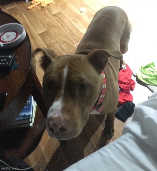 My sisters beautiful pupper!!! | made w/ Imgflip meme maker