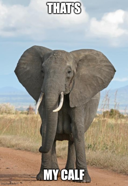 Elephant  | THAT'S MY CALF | image tagged in elephant | made w/ Imgflip meme maker