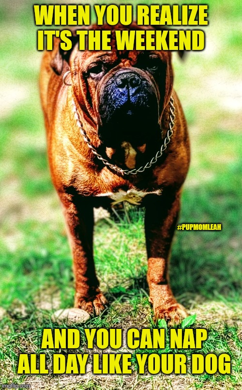 Its the weekend ? | WHEN YOU REALIZE IT'S THE WEEKEND; #PUPMOMLEAH; AND YOU CAN NAP ALL DAY LIKE YOUR DOG | image tagged in dog,thomas had never seen such bullshit before,big dog small dog,funny meme | made w/ Imgflip meme maker