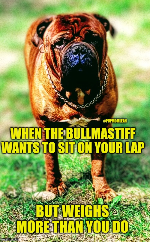 Sit?  Good Boy! | #PUPMOMLEAH; WHEN THE BULLMASTIFF WANTS TO SIT ON YOUR LAP; BUT WEIGHS MORE THAN YOU DO | image tagged in funny,dogs,just sayin',funny dogs | made w/ Imgflip meme maker