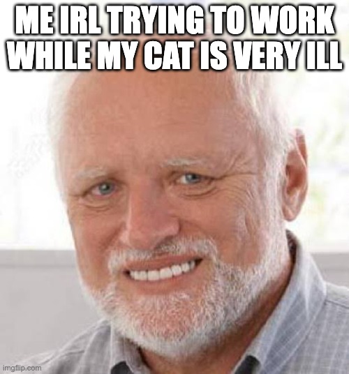 me irl | ME IRL TRYING TO WORK WHILE MY CAT IS VERY ILL | image tagged in harold smile | made w/ Imgflip meme maker