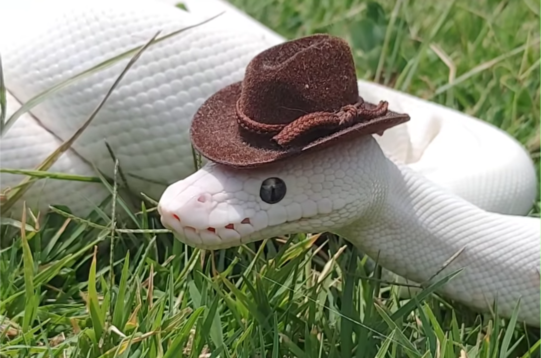 White Snake Cowboy Blank Meme Template