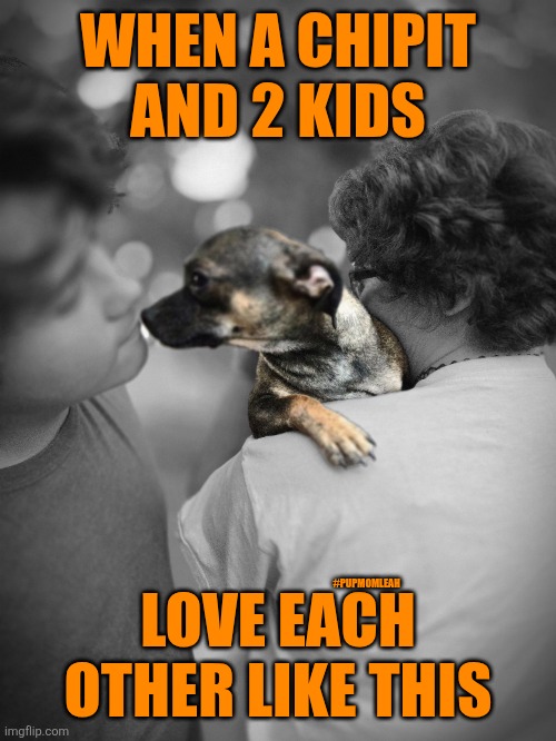 UnconditionalLove ? | WHEN A CHIPIT AND 2 KIDS; LOVE EACH OTHER LIKE THIS; #PUPMOMLEAH | image tagged in dog,true love,family,dogs | made w/ Imgflip meme maker