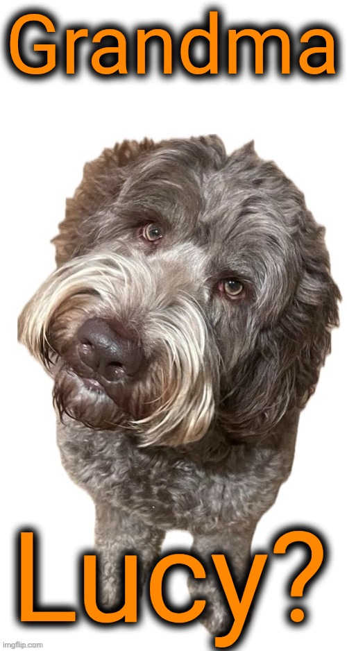 Norther's dog | Grandma Lucy? | image tagged in norther's dog | made w/ Imgflip meme maker