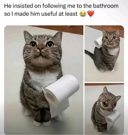 T P Kitty | made w/ Imgflip meme maker