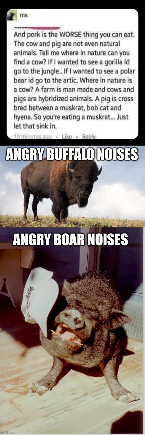 How could one person be so wrong? | ANGRY BUFFALO NOISES; ANGRY BOAR NOISES | image tagged in buffalo,wild boar,wrong,stupid people,rant,ignorance | made w/ Imgflip meme maker
