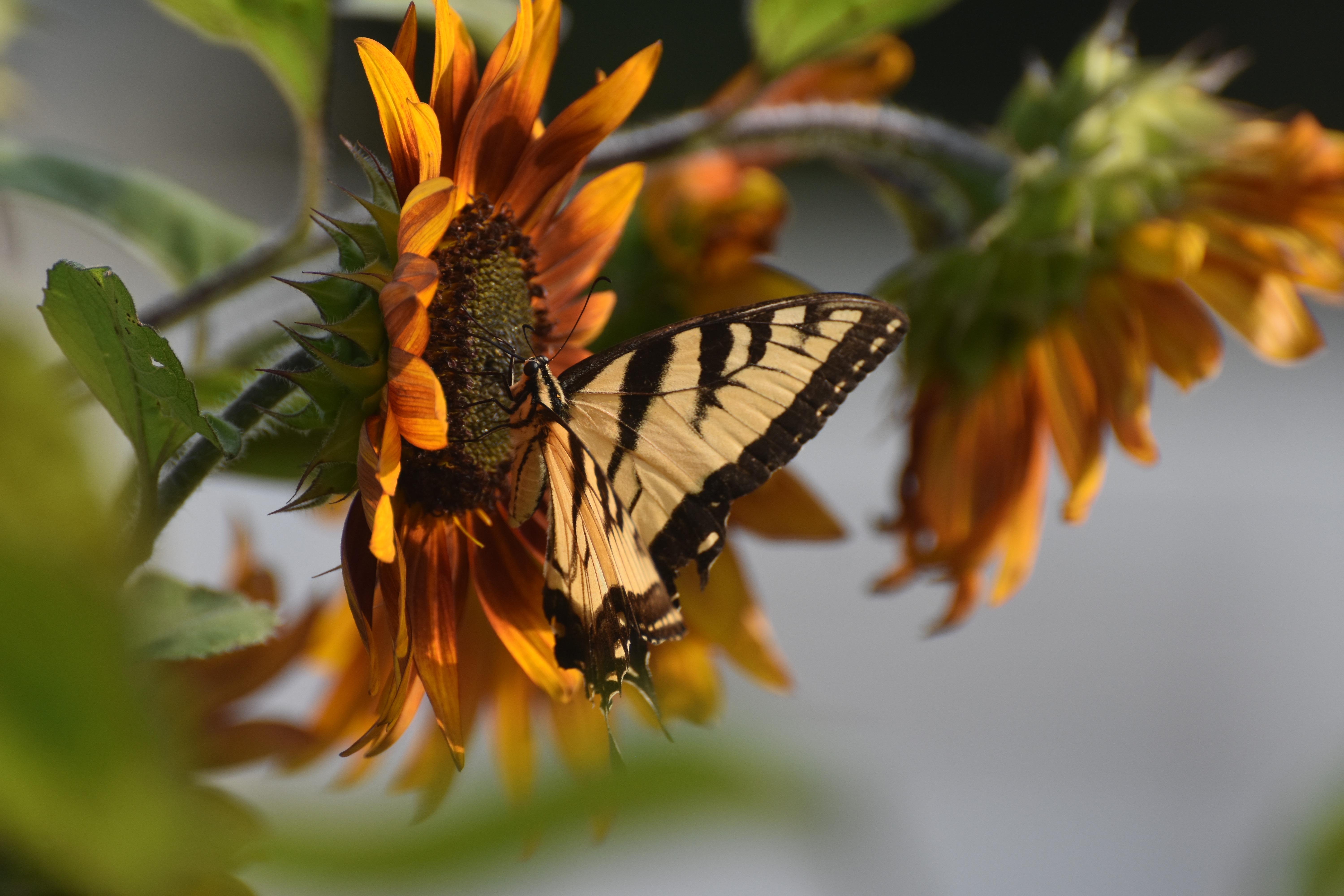 right out my front window with my Nikon D 3400. | image tagged in butterfly,nikon,kewlew | made w/ Imgflip meme maker