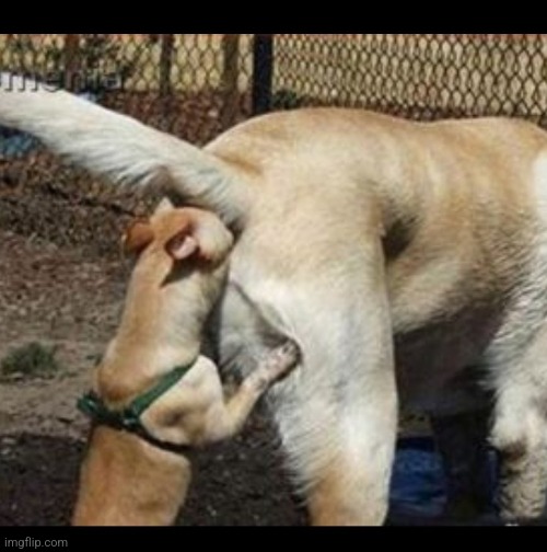 Brown Nosing | image tagged in brown nosing | made w/ Imgflip meme maker
