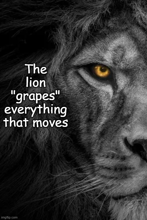 The lion "grapes" everything that moves | made w/ Imgflip meme maker