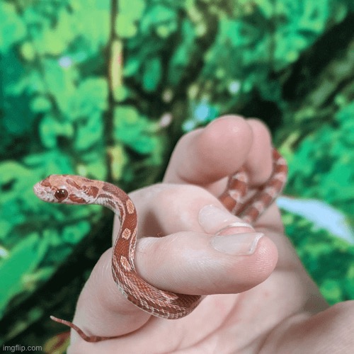 Love corn snakes | made w/ Imgflip meme maker