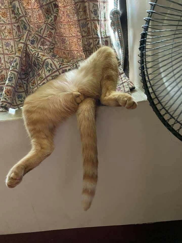 OnlyCats Blank Meme Template