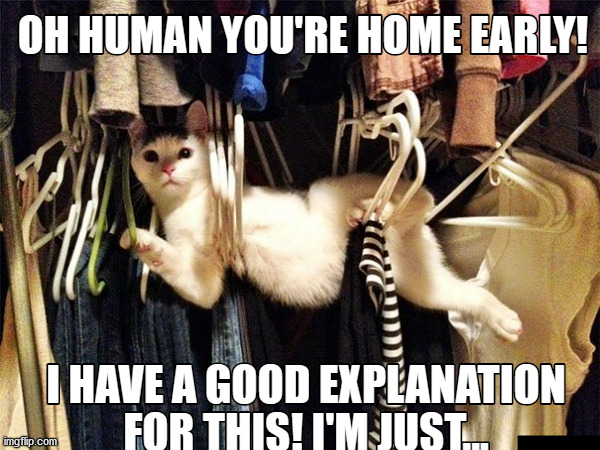 You're Home Early | image tagged in cats,funny cat memes,you're home early,dafuq,you can't explain that,weirdo | made w/ Imgflip meme maker