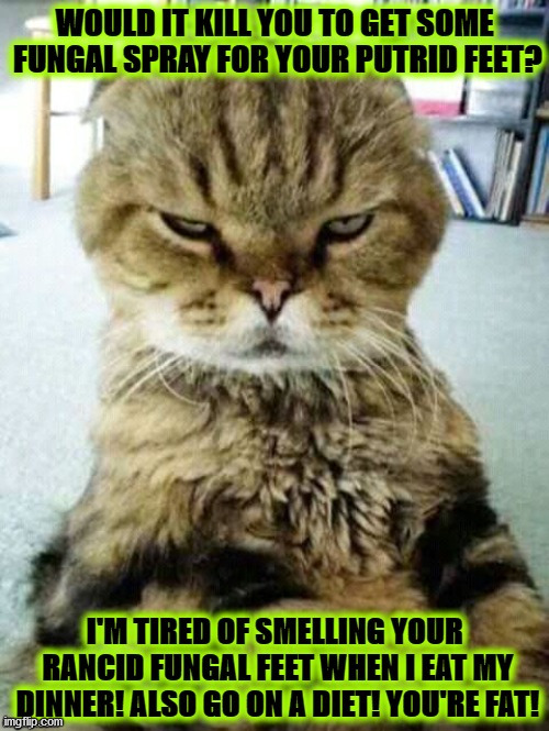 Fungus Footed Fatass | image tagged in cats,funny cats,feet,smelly,fatass,diet | made w/ Imgflip meme maker