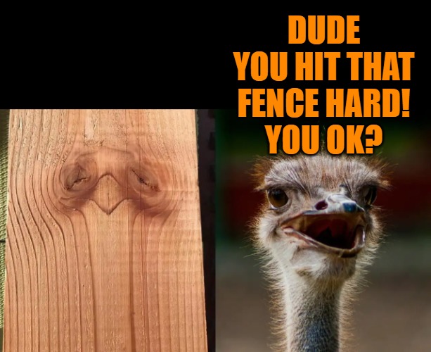 DUDE YOU HIT THAT FENCE HARD!
YOU OK? | made w/ Imgflip meme maker