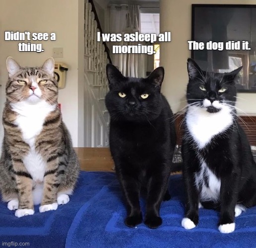 Liars | image tagged in cats,funny cat memes,liars,dog,fake,fun | made w/ Imgflip meme maker