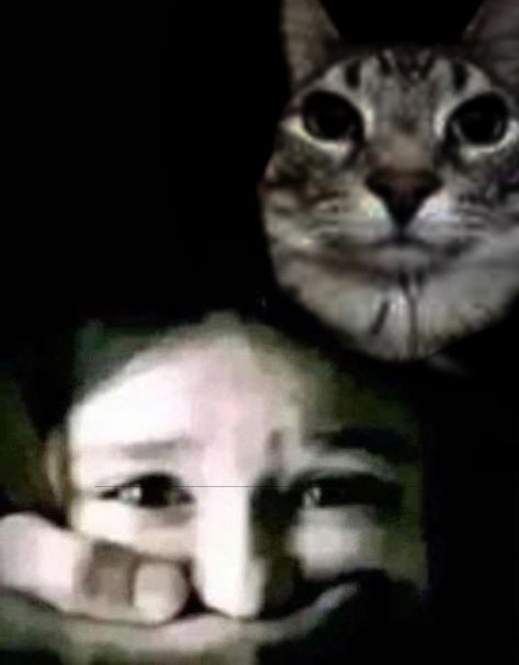 Meow I want my treats Blank Meme Template