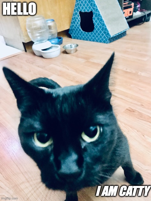 Catty | HELLO; I AM CATTY | image tagged in pets | made w/ Imgflip meme maker