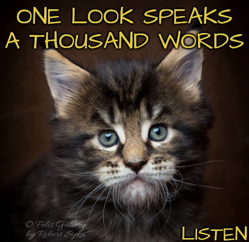 It's Possible to Hear Them | ONE LOOK SPEAKS A THOUSAND WORDS; LISTEN | image tagged in cats can speak,listen | made w/ Imgflip meme maker