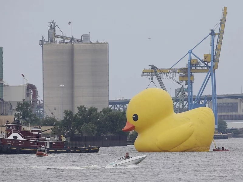 Big Duck Blank Meme Template