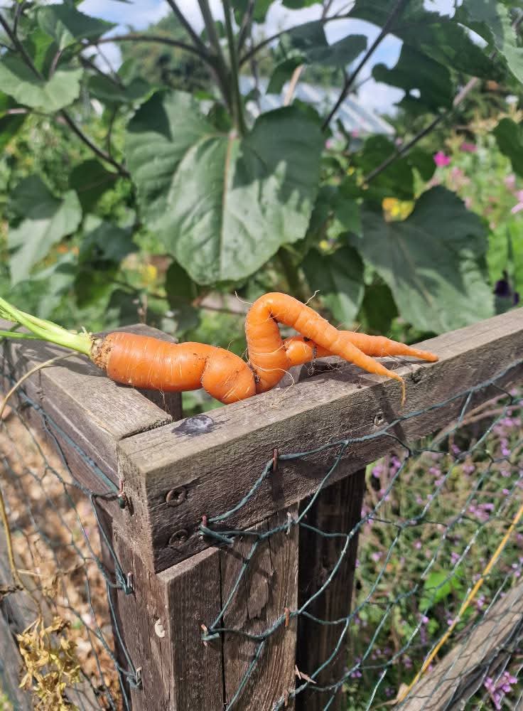 Sexy Carrot Blank Meme Template