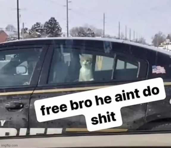 image tagged in shitpost,cat | made w/ Imgflip meme maker