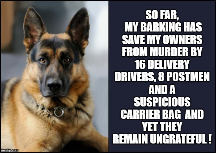 Not All Heroes Wear Capes ! | SO FAR,
 MY BARKING HAS SAVE MY OWNERS FROM MURDER BY 16 DELIVERY DRIVERS, 8 POSTMEN; AND A SUSPICIOUS CARRIER BAG  AND YET THEY REMAIN UNGRATEFUL ! | image tagged in dog,german shepherd,super hero,ungrateful | made w/ Imgflip meme maker