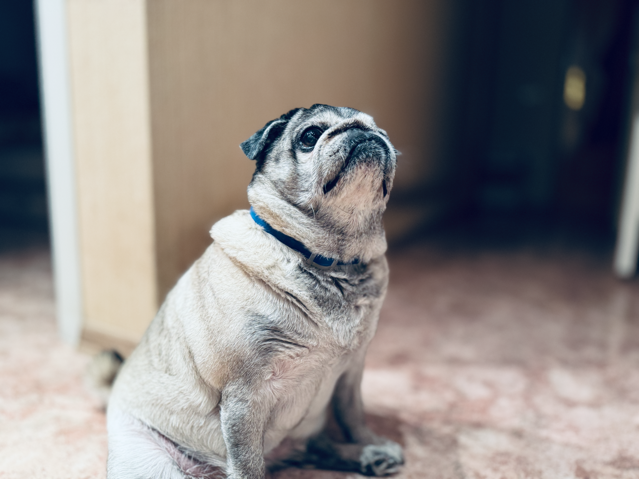 Pug Awaits Blank Meme Template