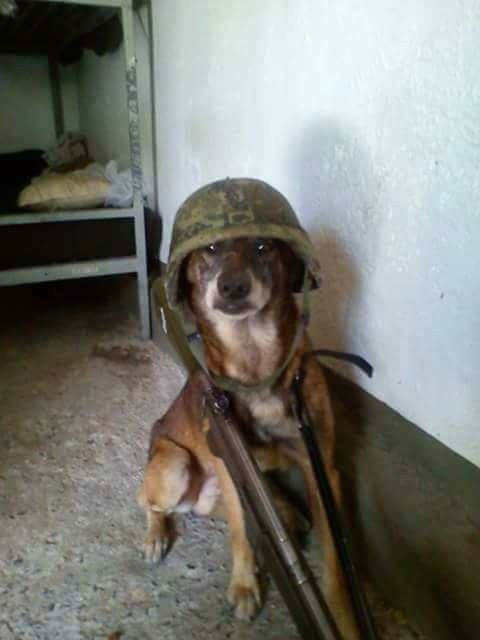 Doggo Soldat Blank Meme Template