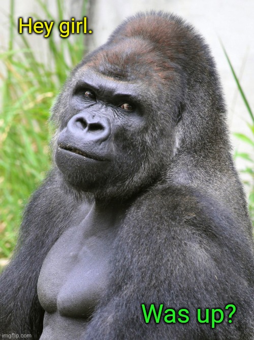 Hot Gorilla  | Hey girl. Was up? | image tagged in hot gorilla | made w/ Imgflip meme maker