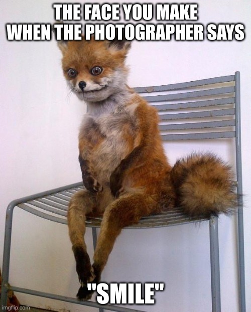 Stoned Fox | THE FACE YOU MAKE WHEN THE PHOTOGRAPHER SAYS; "SMILE" | image tagged in stoned fox | made w/ Imgflip meme maker
