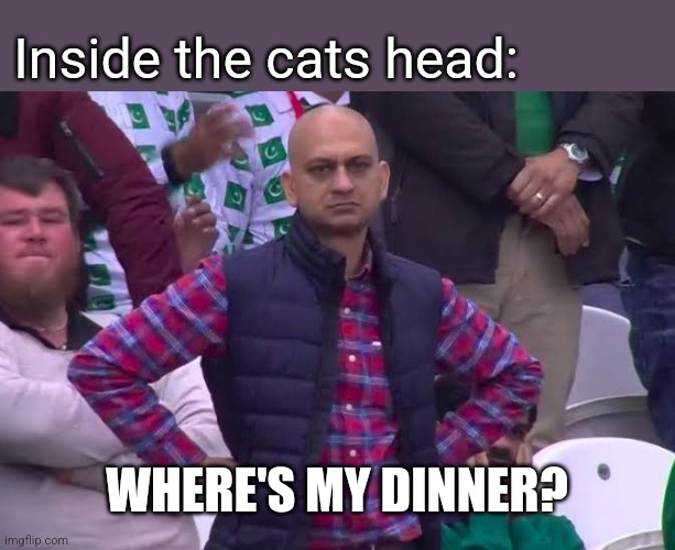 Disappointed Man | Inside the cats head: WHERE'S MY DINNER? | image tagged in disappointed man | made w/ Imgflip meme maker