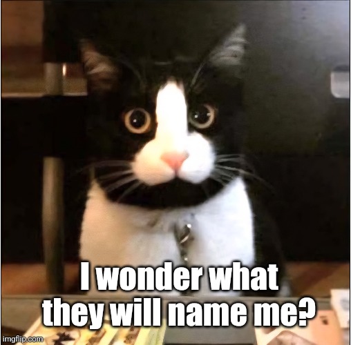I wonder what they will name me? | made w/ Imgflip meme maker