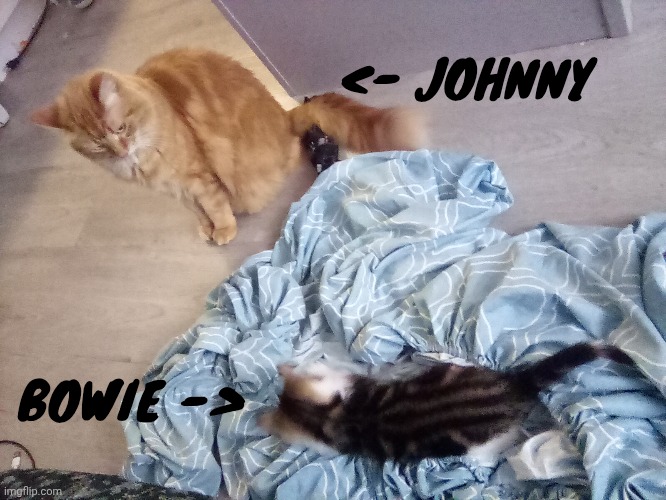 I love you guys | <- JOHNNY; BOWIE -> | made w/ Imgflip meme maker