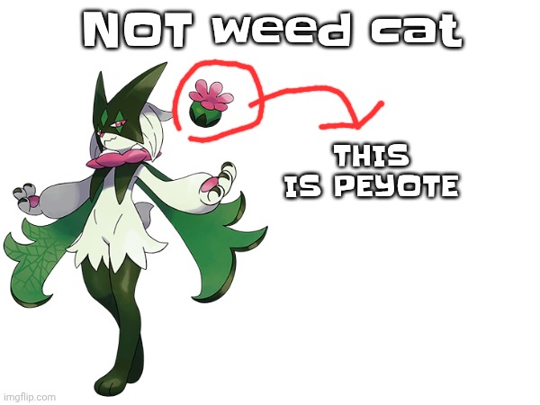 THIS IS PEYOTE; NOT weed cat | made w/ Imgflip meme maker