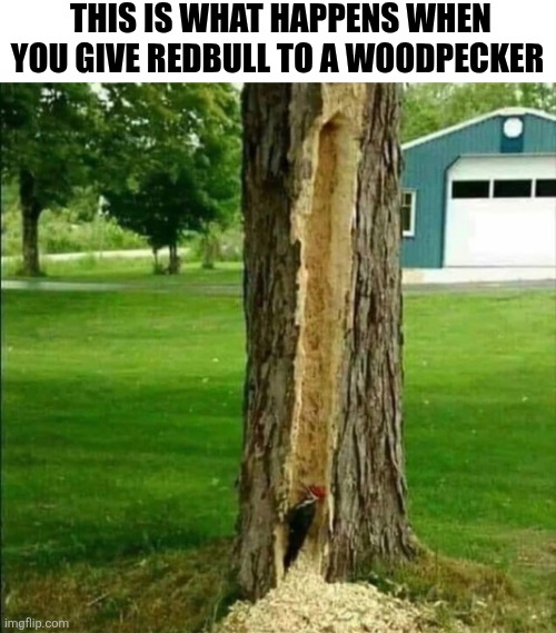 This Is What Happens When You Give Redbull To A Woodpecker | THIS IS WHAT HAPPENS WHEN YOU GIVE REDBULL TO A WOODPECKER | image tagged in chris joines | made w/ Imgflip meme maker