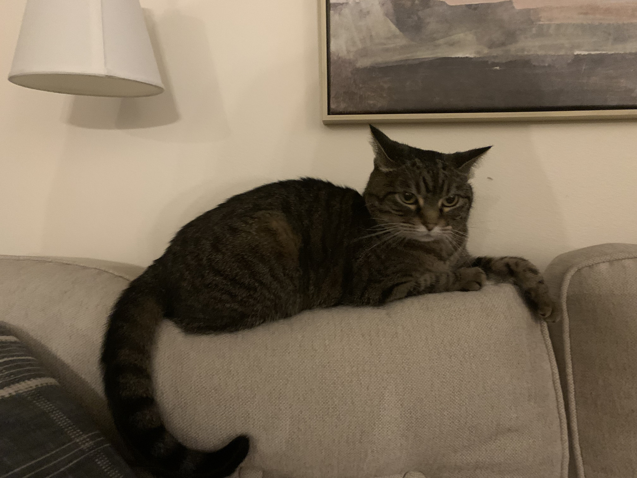 Sassy cat Blank Meme Template