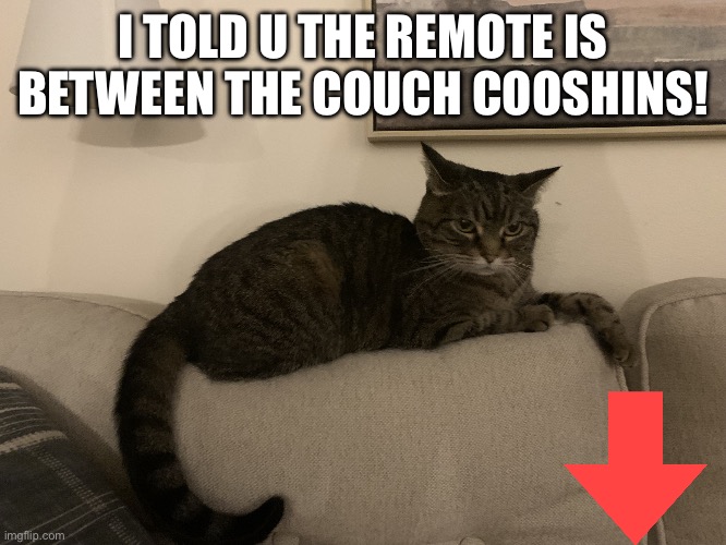 Sassy cat | I TOLD U THE REMOTE IS BETWEEN THE COUCH COOSHINS! | image tagged in sassy cat,cat | made w/ Imgflip meme maker