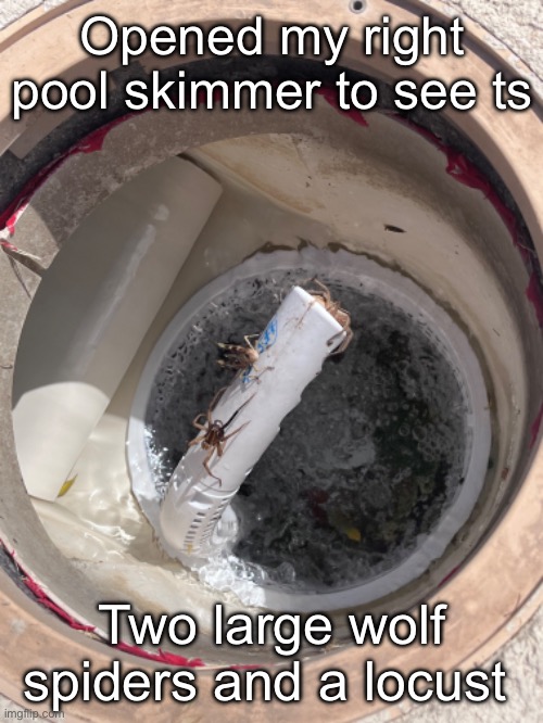 I called my arachnid obsessed brother to rescue them | Opened my right pool skimmer to see ts; Two large wolf spiders and a locust | made w/ Imgflip meme maker