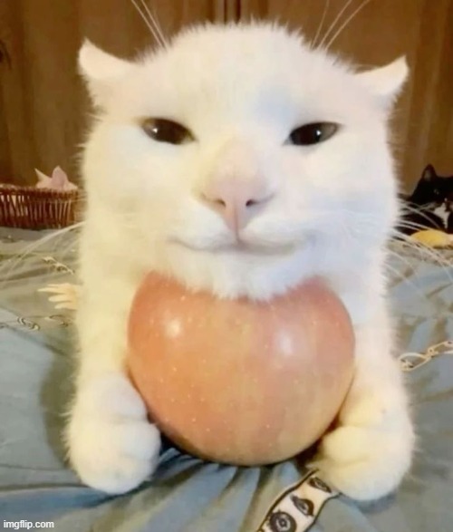 Wake up chat | image tagged in cat with head on apple | made w/ Imgflip meme maker