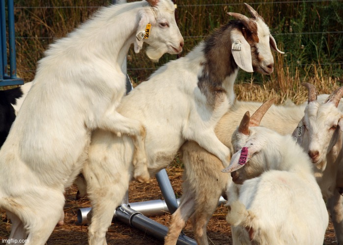 Goat Porn | image tagged in goat porn | made w/ Imgflip meme maker
