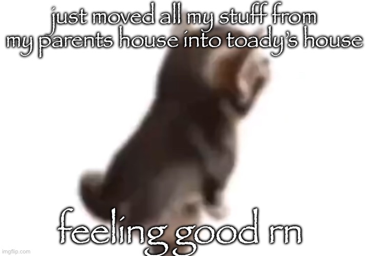 Side el gatito | just moved all my stuff from my parents house into toady’s house; feeling good rn | image tagged in side el gatito | made w/ Imgflip meme maker