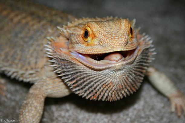 mf looks so happy | image tagged in bearded dragon | made w/ Imgflip meme maker