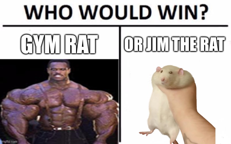 Hard one | GYM RAT; OR JIM THE RAT | image tagged in memes,who would win,rats,gym,jim,dumb | made w/ Imgflip meme maker