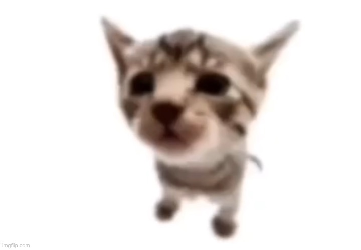 El gatito | image tagged in el gatito | made w/ Imgflip meme maker