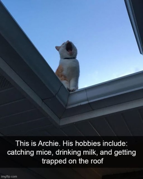 I've never met Archie and I've already gathered that he must be a nightmare | image tagged in cats,stuck,roof | made w/ Imgflip meme maker