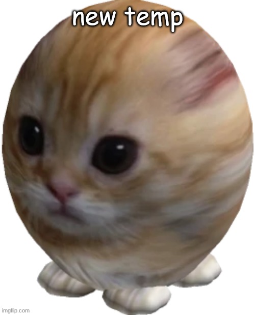 egg gatito | new temp | image tagged in egg gatito | made w/ Imgflip meme maker