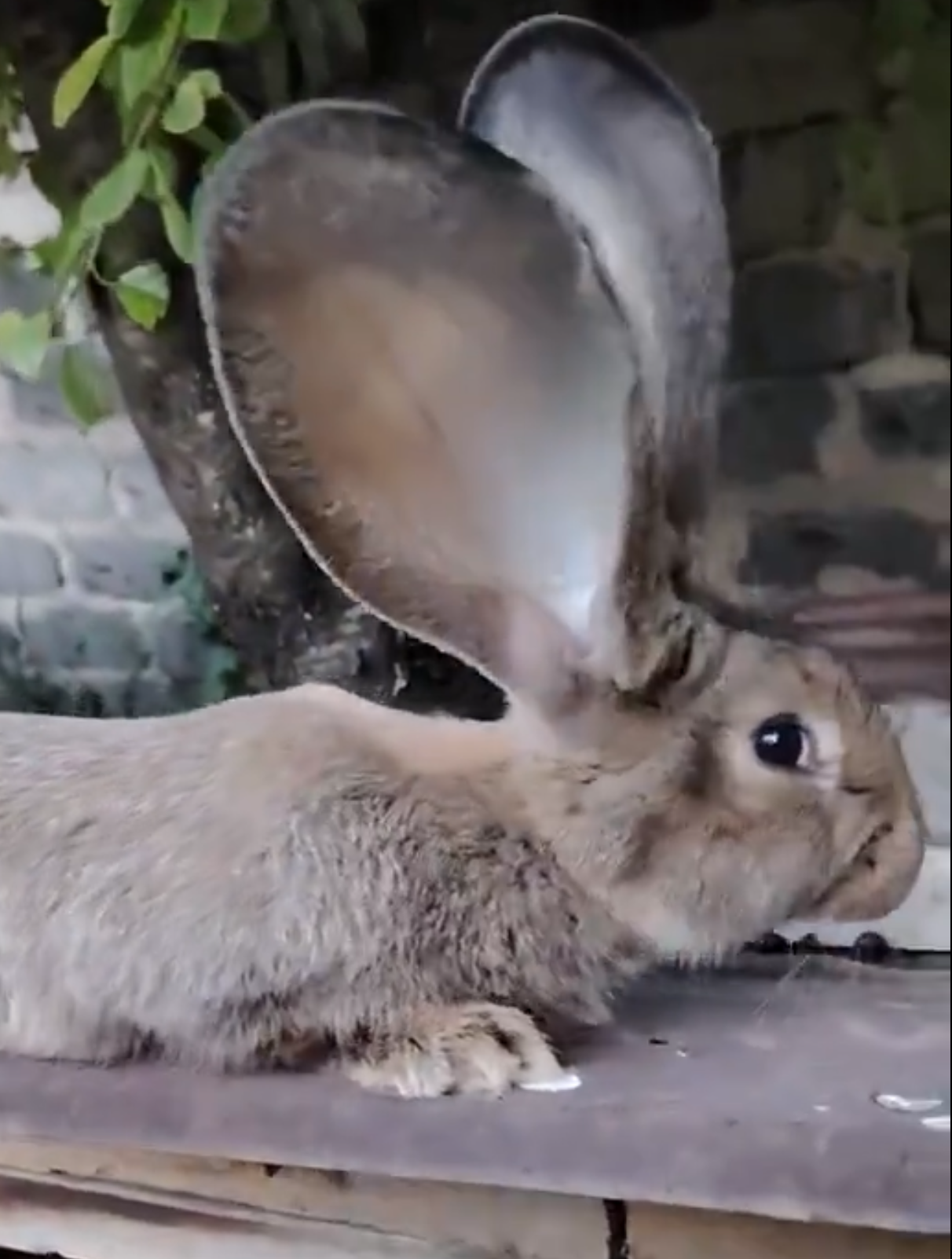 Rabbit ears Blank Meme Template