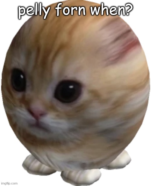 egg gatito | pelly forn when? | image tagged in egg gatito | made w/ Imgflip meme maker