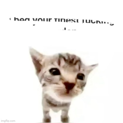 I beg your finest pardon | image tagged in i beg your finest pardon | made w/ Imgflip meme maker